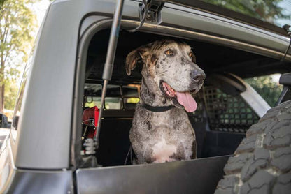 DV8 Offroad Ford Bronco Dog Barrier | Ford Bronco (21-26) (MPBR-10)