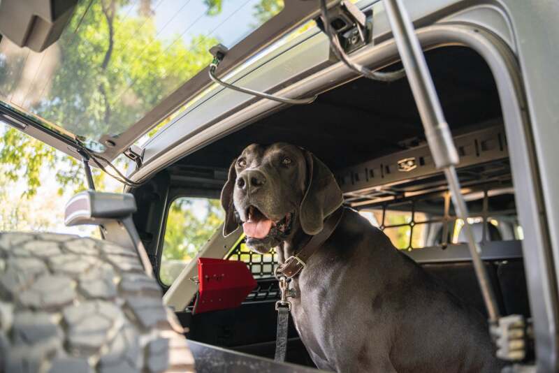 DV8 Offroad Ford Bronco Dog Barrier | Ford Bronco (21-26) (MPBR-10)