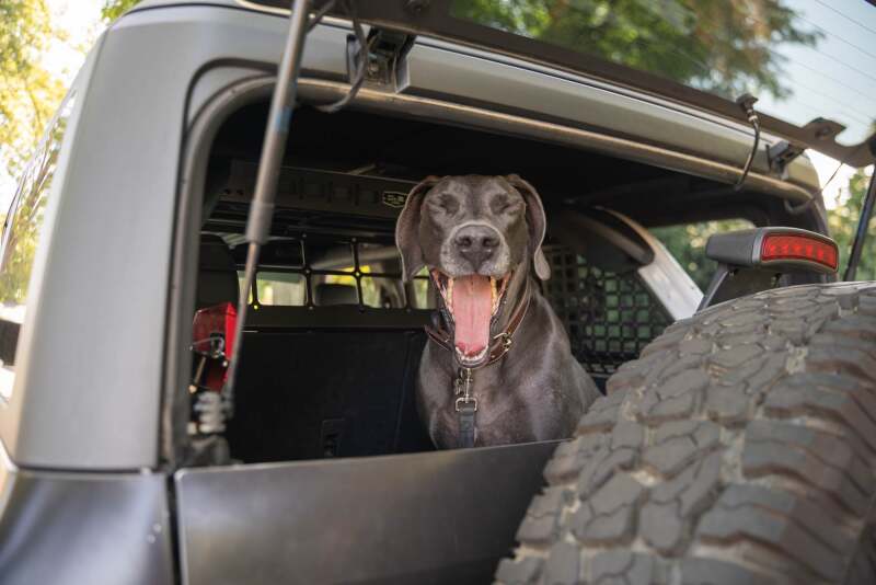DV8 Offroad Ford Bronco Dog Barrier | Ford Bronco (21-26) (MPBR-10)